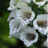 Digitalis purpurea 'White Carousel'